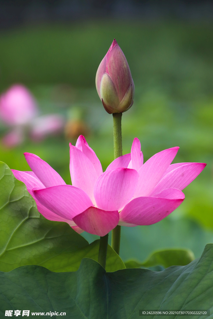 荷花