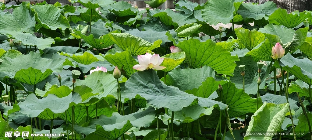 荷花