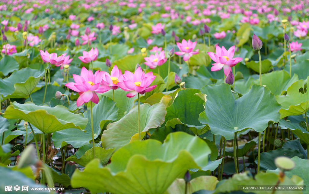 荷花