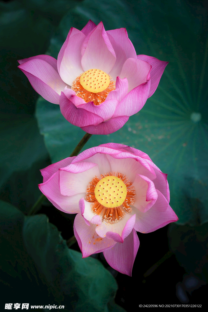 荷花