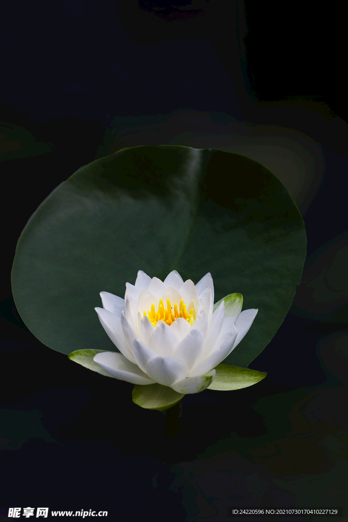 睡莲