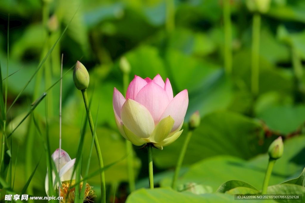 荷花