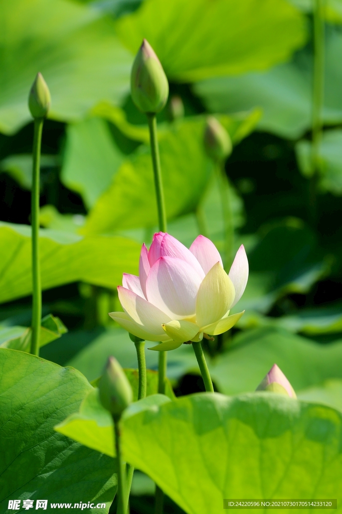 荷花