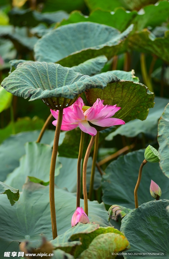 荷花