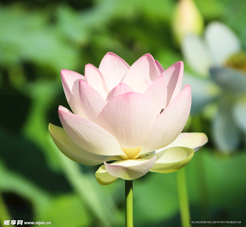 荷花