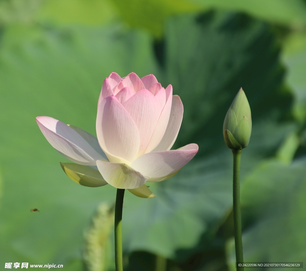 荷花