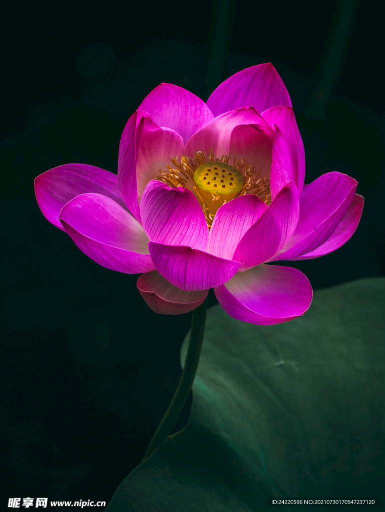 荷花