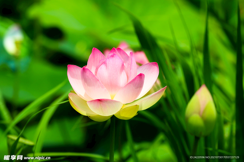 荷花