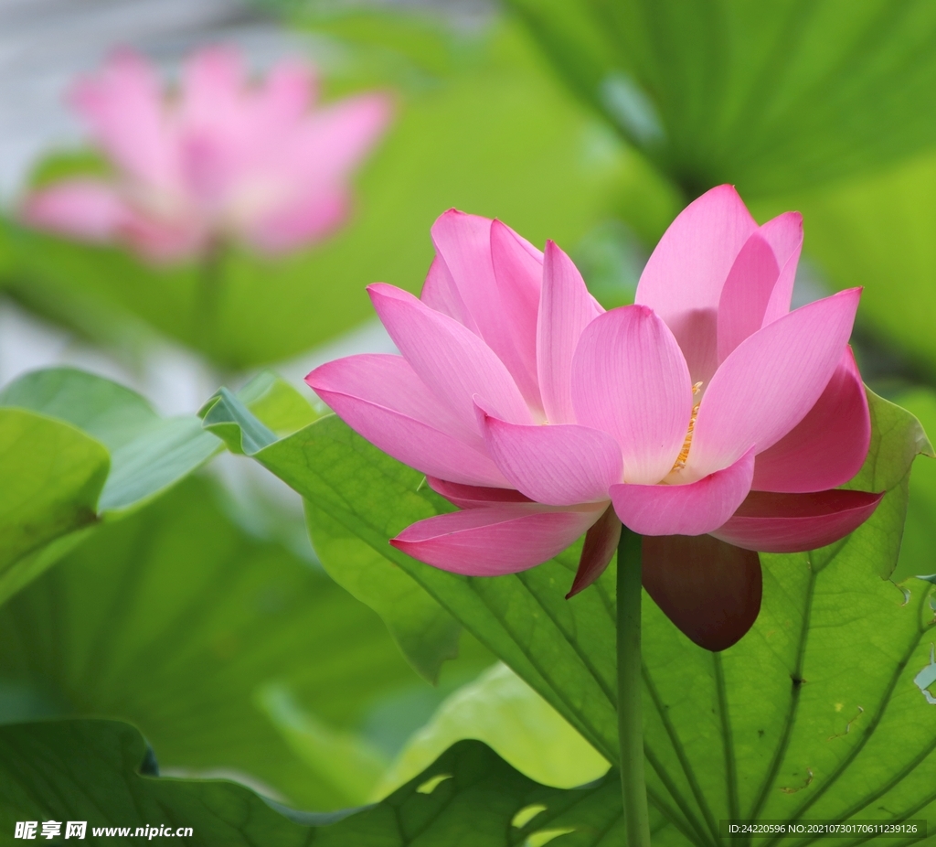 荷花