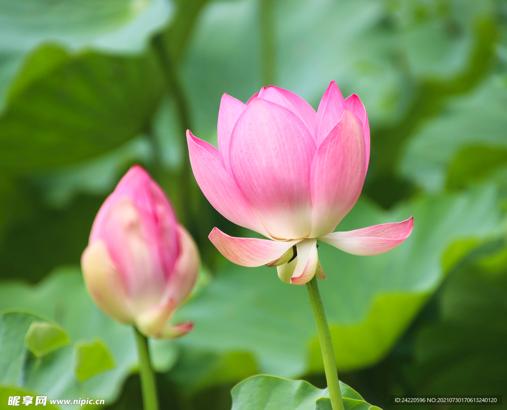 荷花