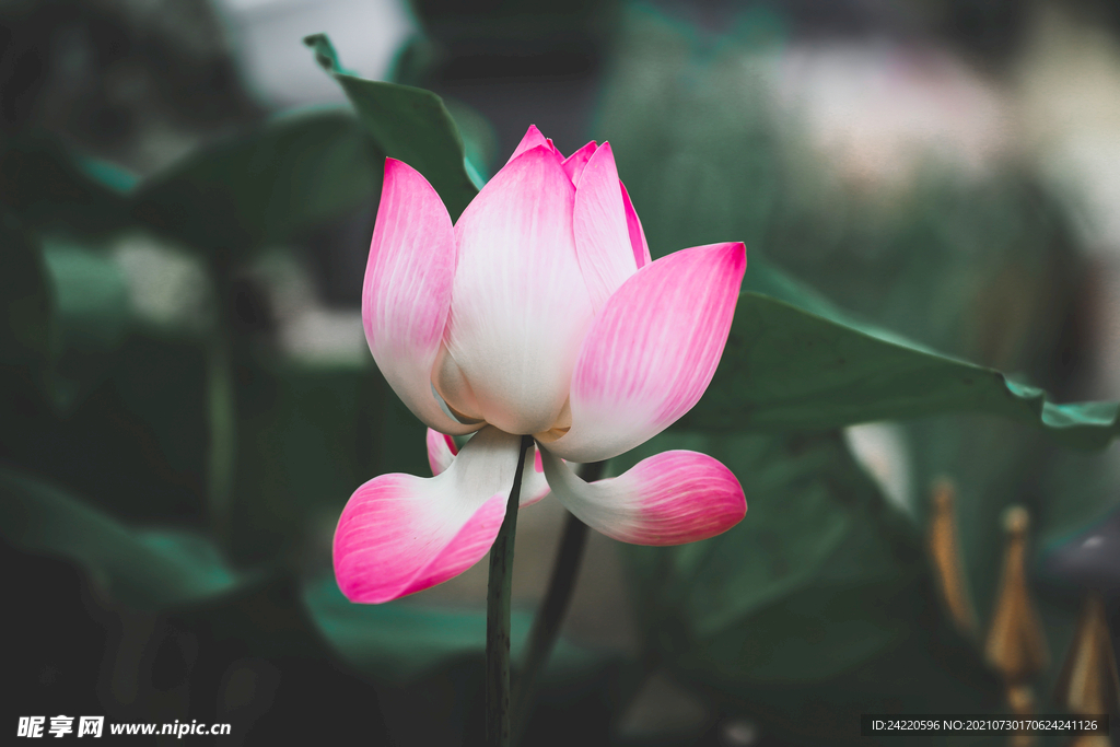 荷花