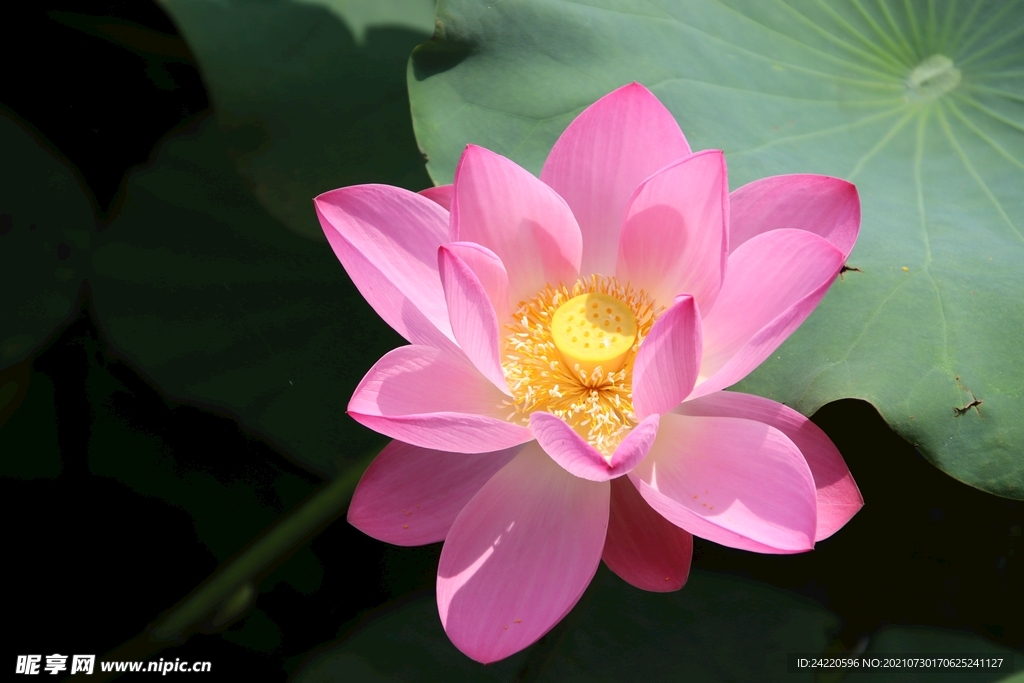 荷花
