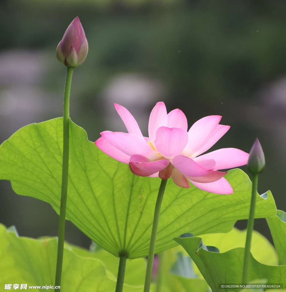 荷花