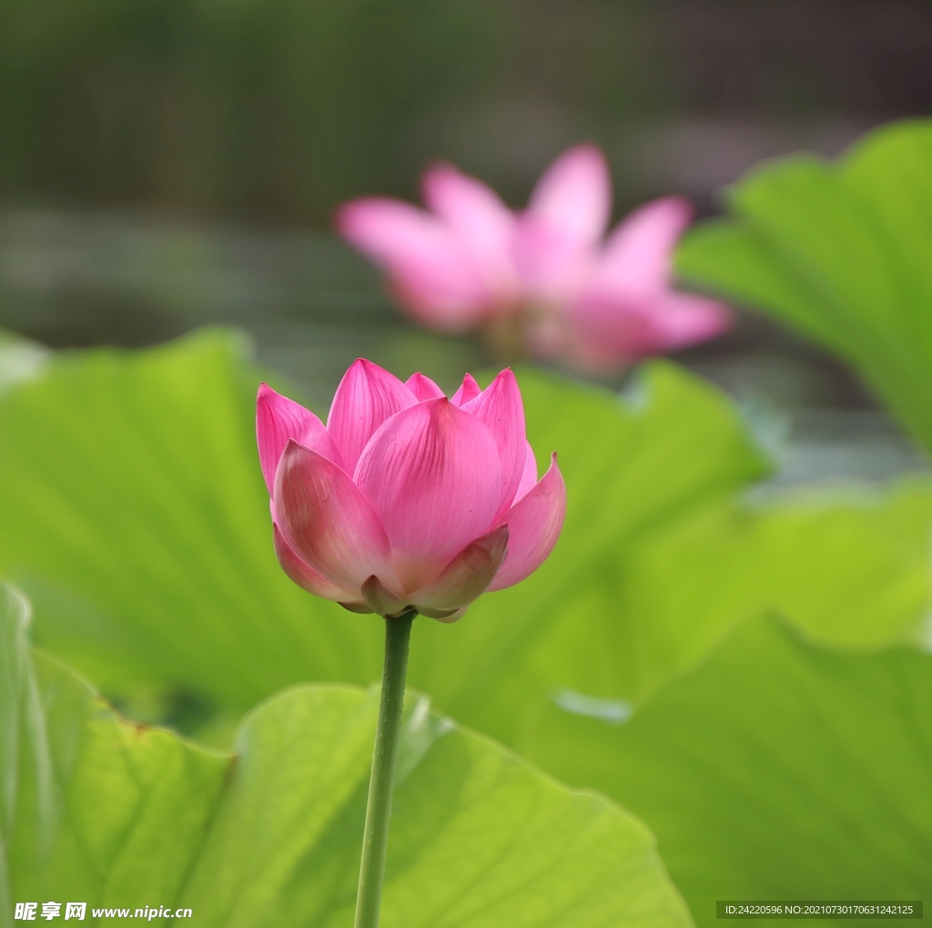 荷花