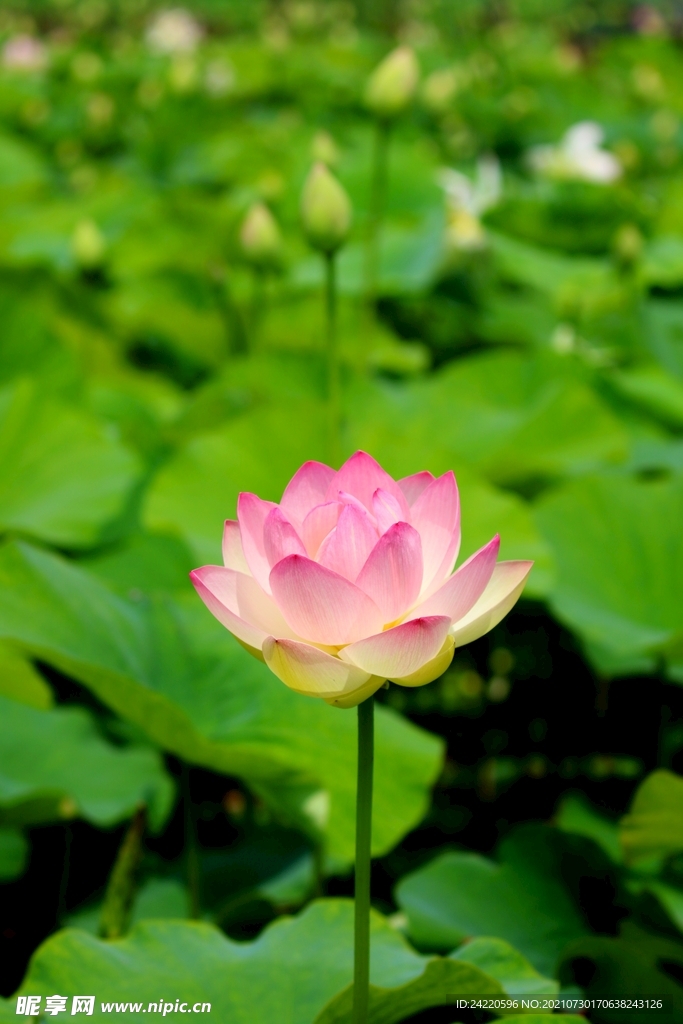 荷花