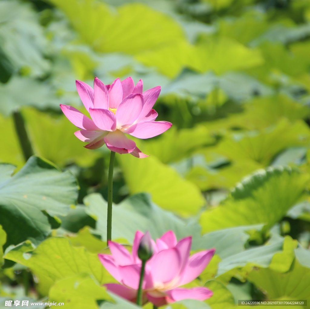 荷花