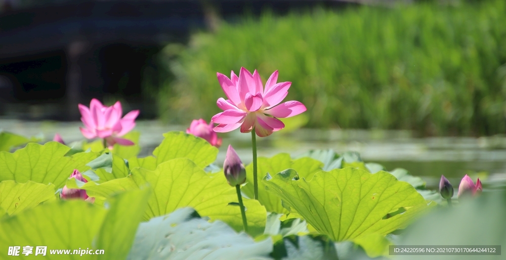 荷花