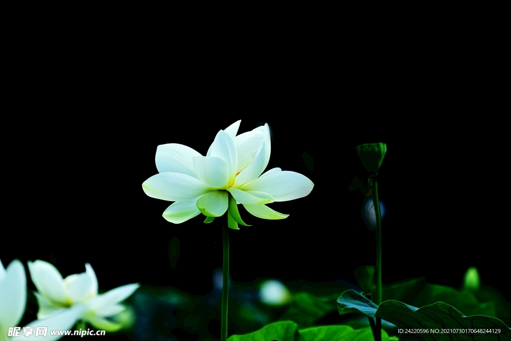 荷花