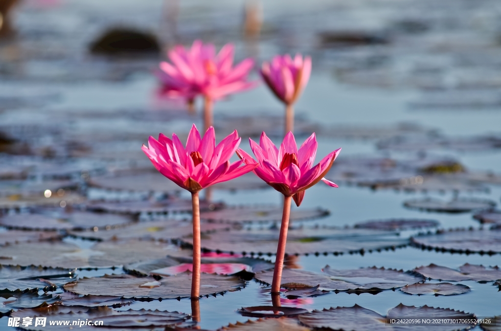 荷花