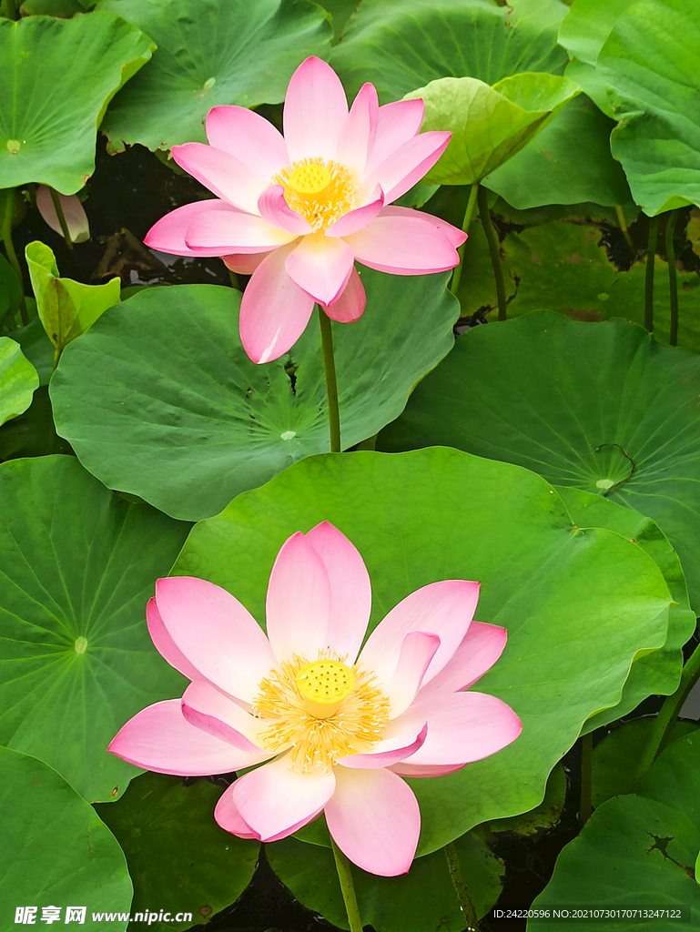 荷花