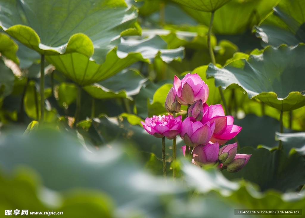荷花