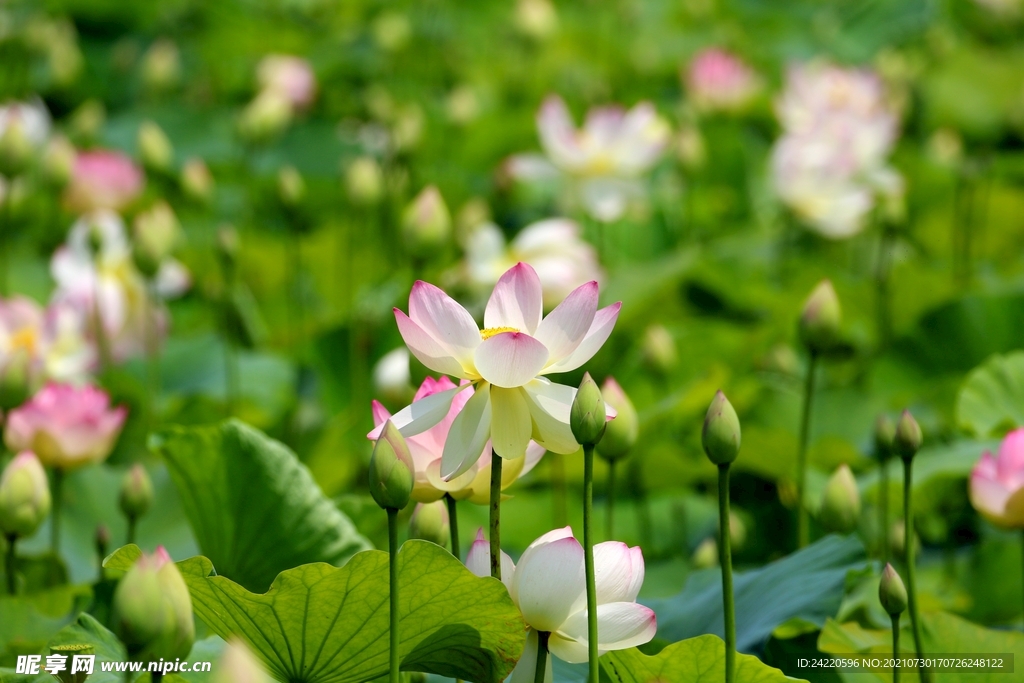 荷花