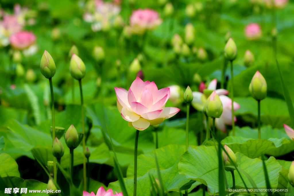 荷花
