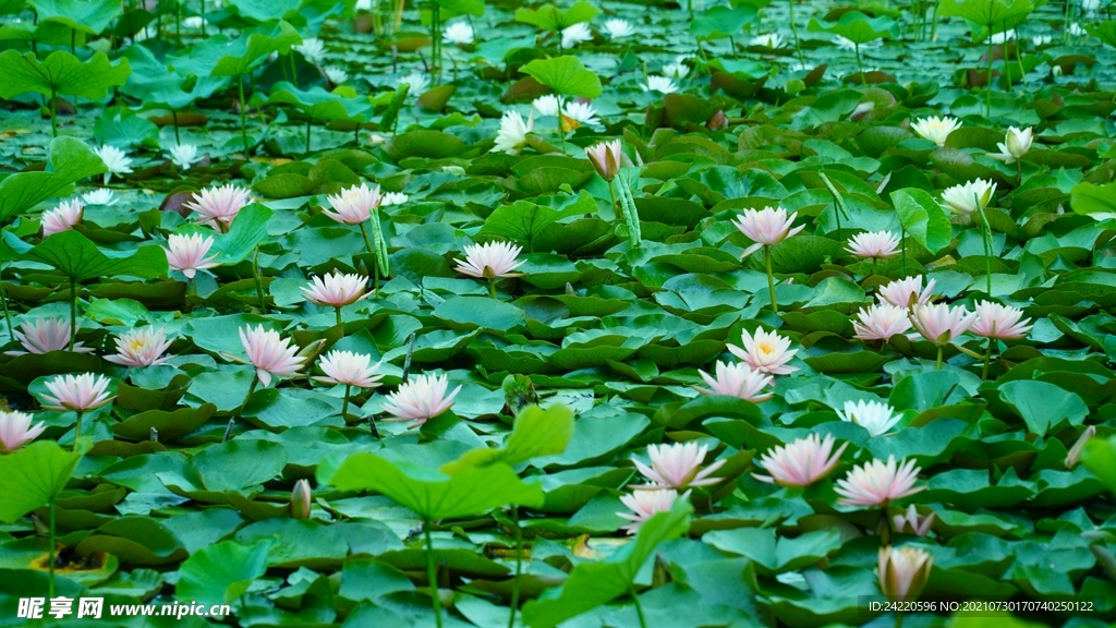 荷花