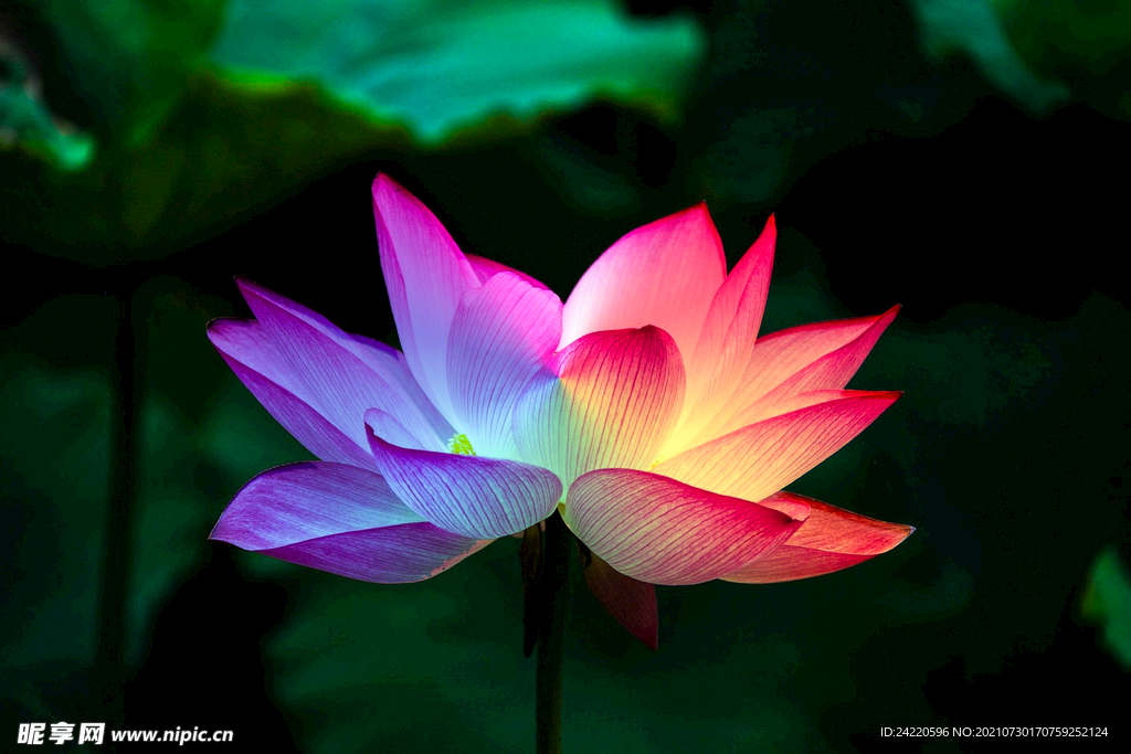 荷花