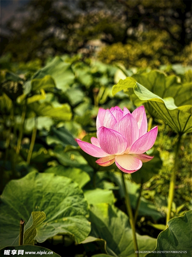 荷花