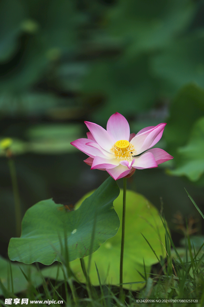 荷花