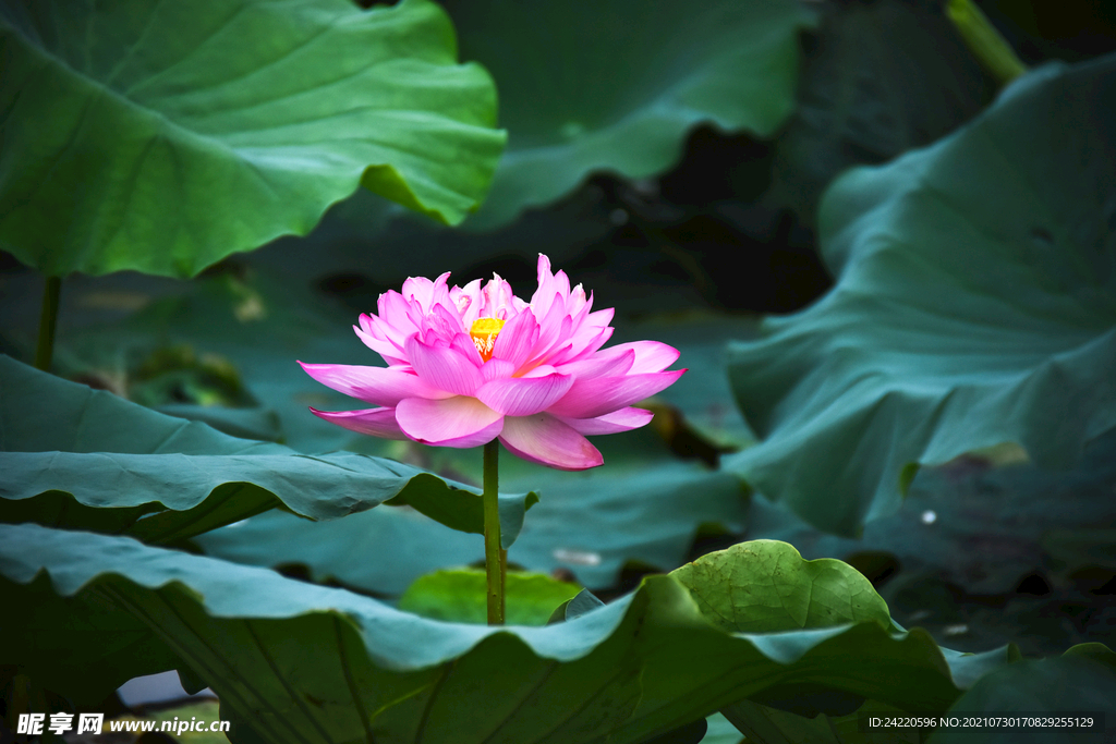 荷花