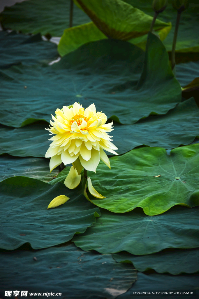 荷花
