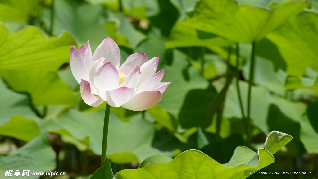 荷花