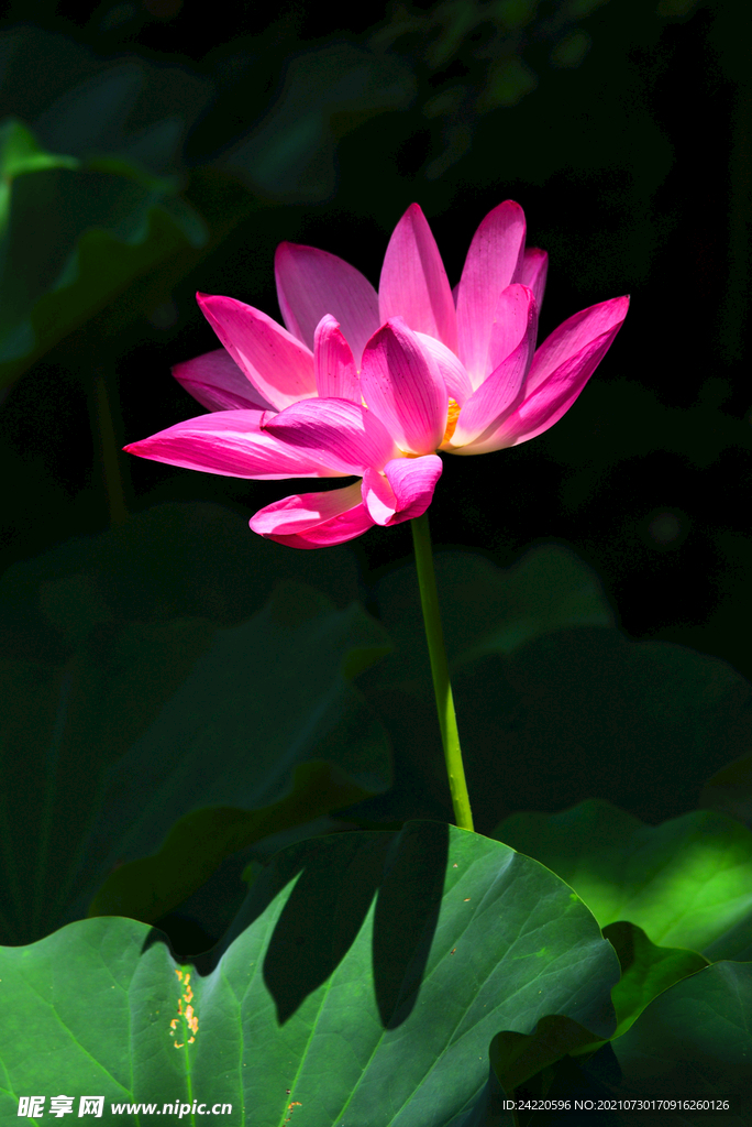 荷花
