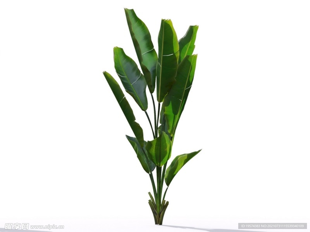 C4D模型草菜植物芭蕉