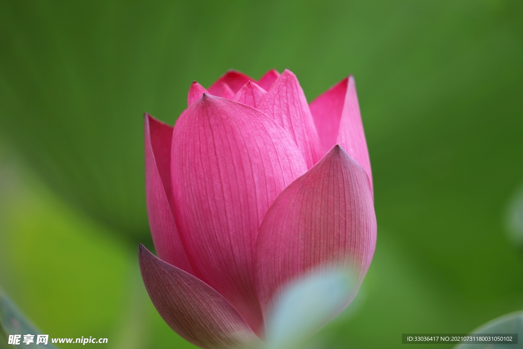 莲花