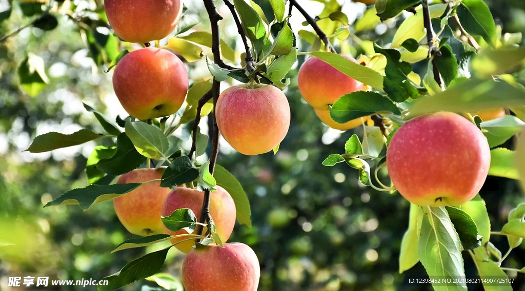 树枝上的苹果