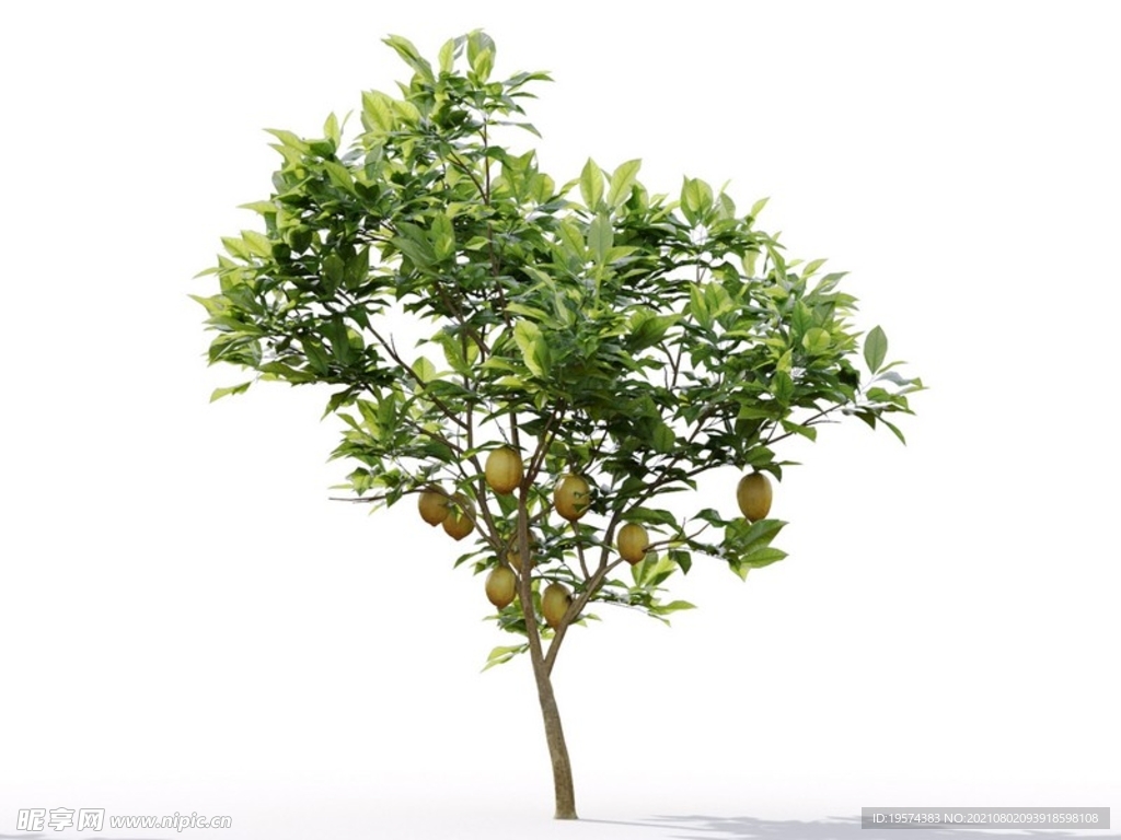 C4D模型 植物树木柠檬树