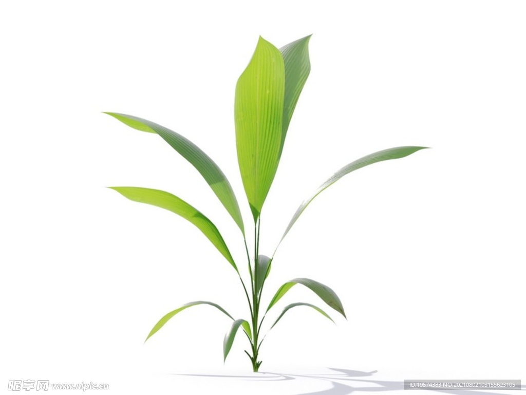 C4D模型 植物树木仙茅