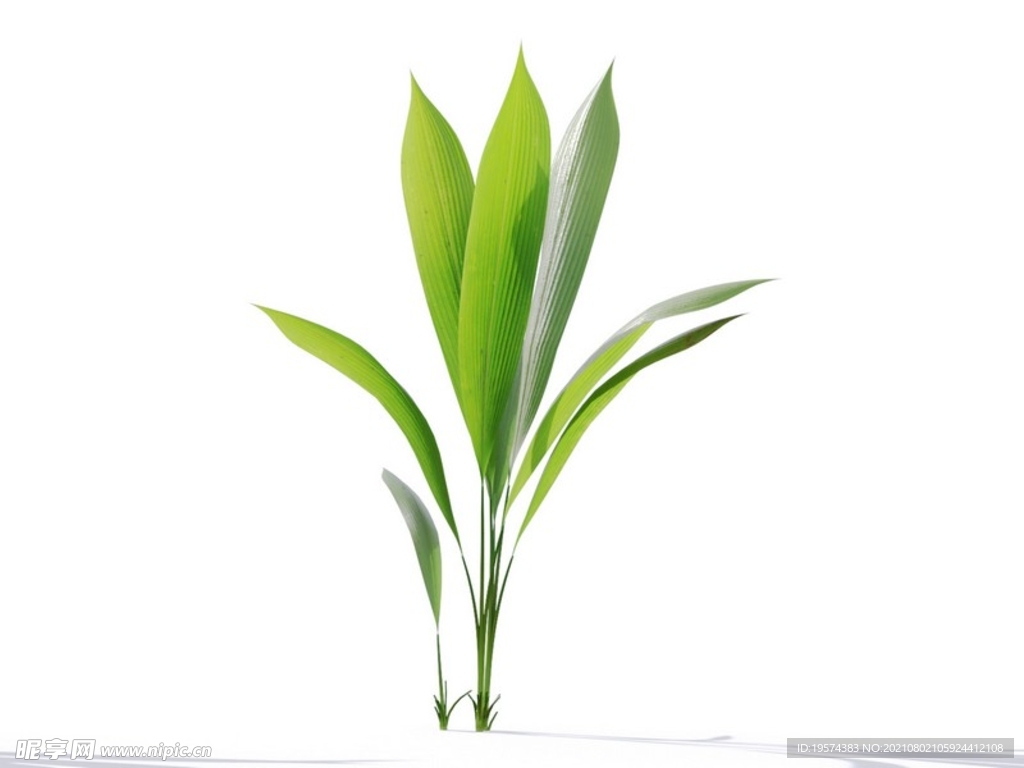 C4D模型 植物树木仙茅