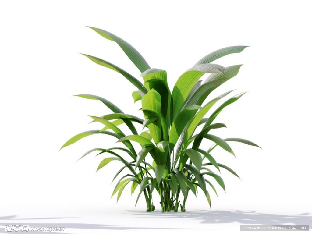 C4D模型 植物树木仙茅