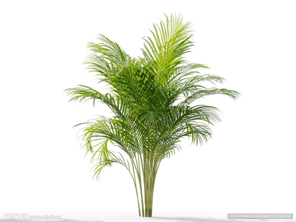 C4D模型 植物树木黄芪草