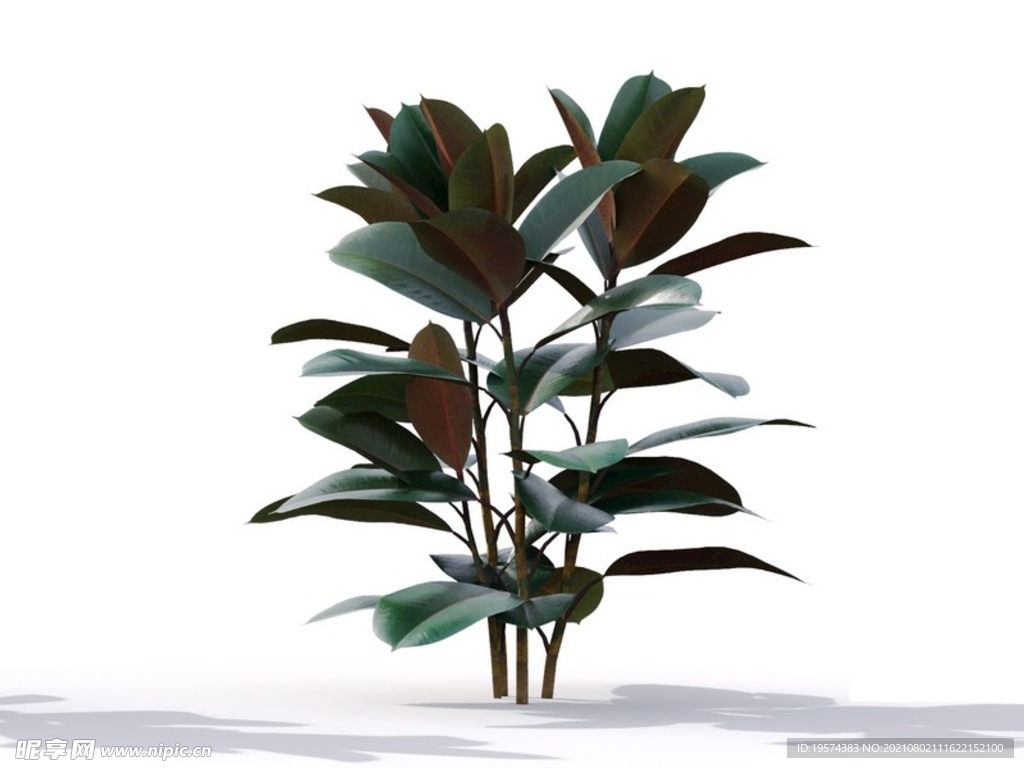C4D模型榕树植物树木绿化