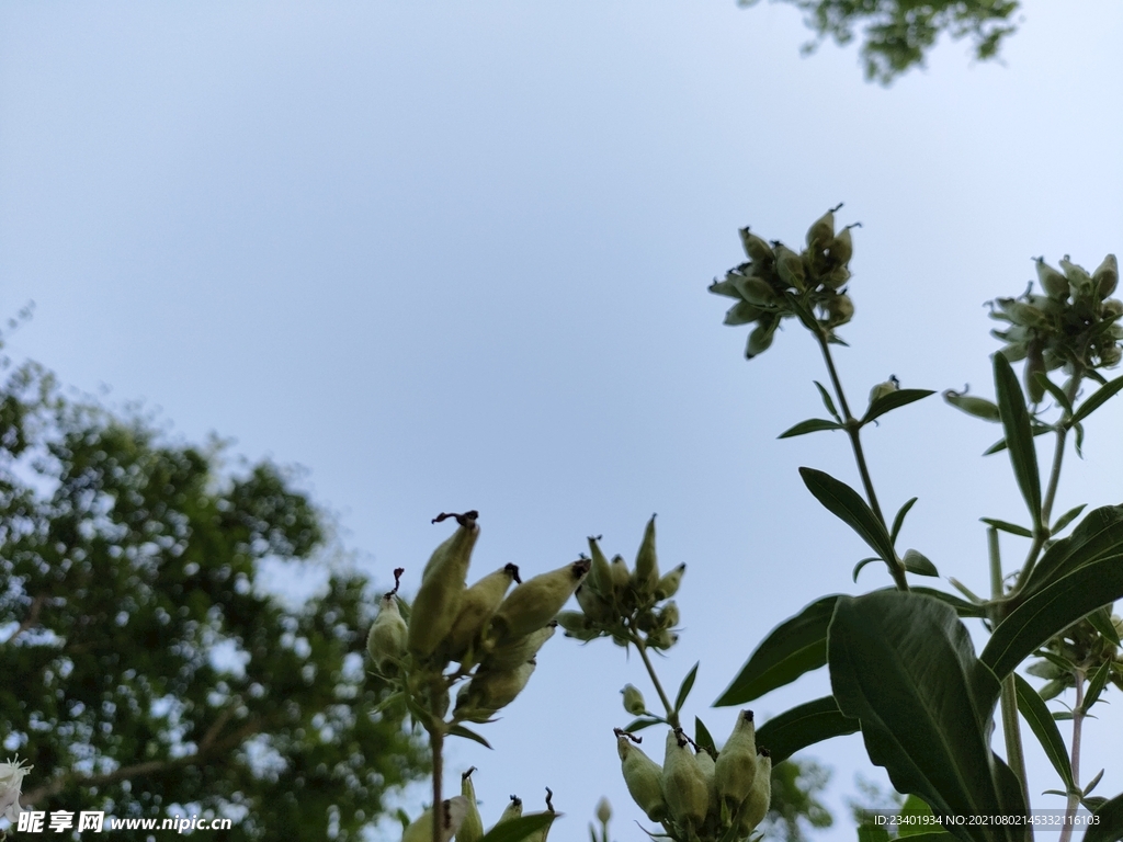 天空下的路边绿植