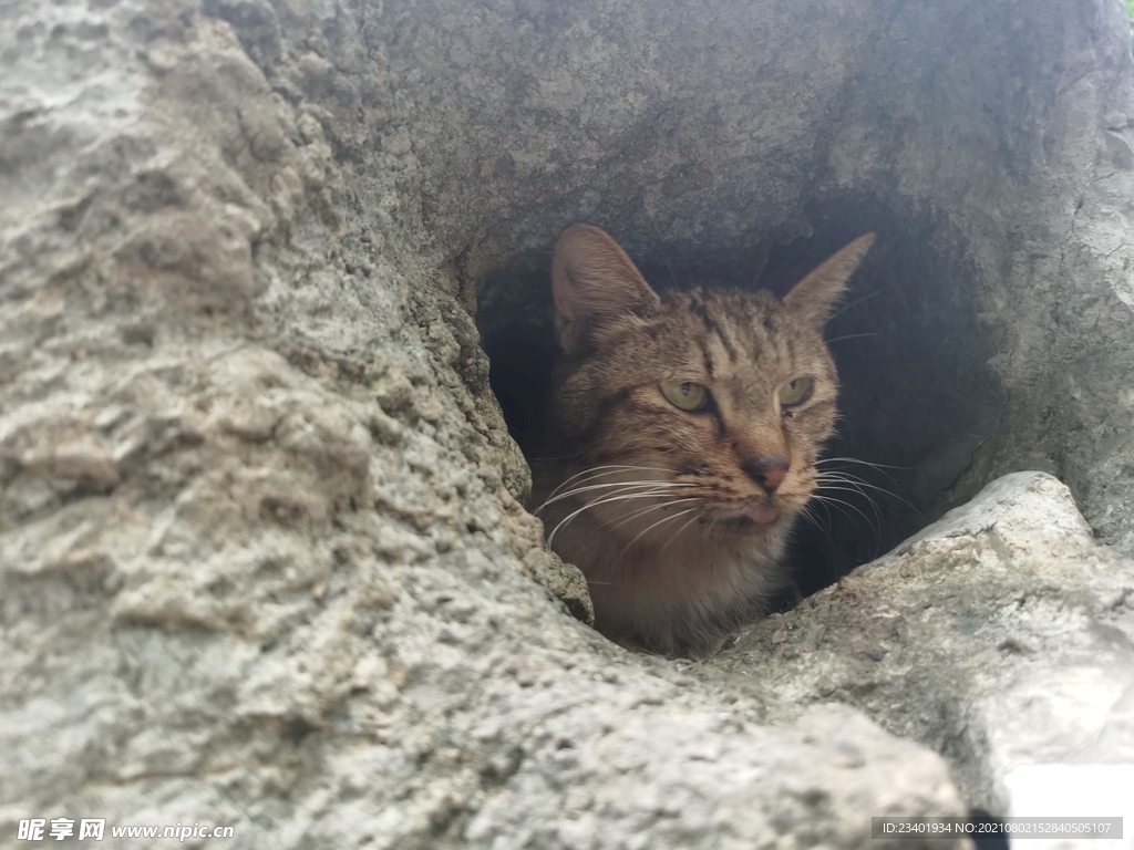 假山洞中的猫咪