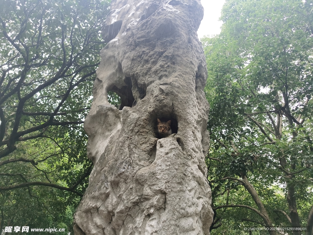 下雨天假山山洞中的猫咪