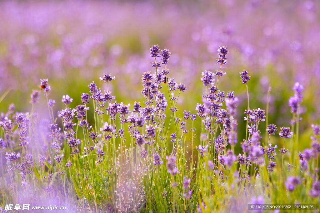 薰衣草场  