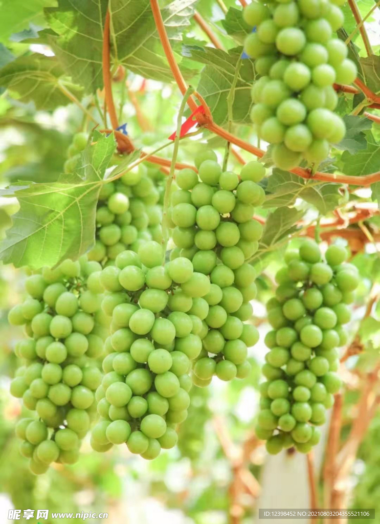 青葡萄