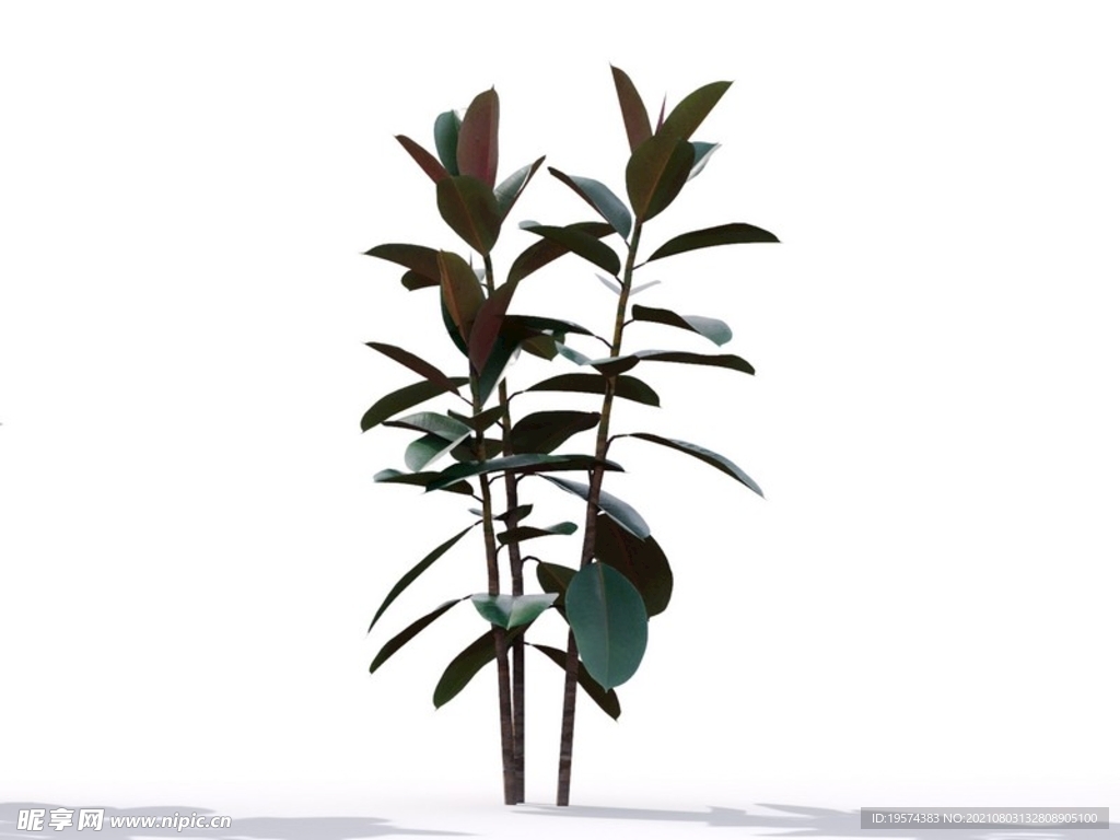 C4D模型榕树植物树木绿化